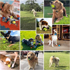 Tennis Balls for Dogs - Image 9