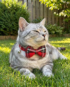 THAIN Cat Collar Breakaway - Image 6