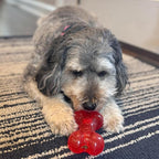 SPOT Play Strong Bone- Durable TPR Long Lasting Dog Chew - Image 6