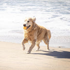 Hyper Pet MINI Tennis Balls for Dogs Safe Dog Toys & Tennis Balls for Exercise - Image 6