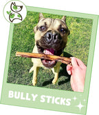 Nature Gnaws Bully Sticks for Dogs 5-6" - Image 6