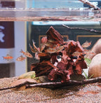 Natural Wood Aquarium Cave Betta Fish Hideout - Image 5