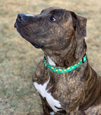 Native Pup Easter Dog Collar, Cute Spring Gift - Image 6