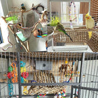 2Pcs Bird Seagrass Mat 20.5×8'' Natural Grass Woven Net Hammock Hanging on Cage - Image 3