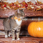 ADOGGYGO Halloween Cat Collars - Image 2