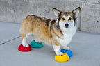 FitPAWS Paw Pods for Dog Agility - Image 3