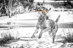 Pet Qwerks Dinosaur BarkBone, Nylon Dog Bone - Image 3