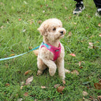 AIITLE Dog Harness, No-Pull Cat Harness - Image 10