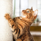 19-Inch Cat Scratching Post - Image 5