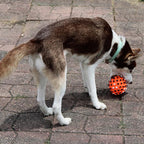 SPOT Vinyl Gumdrop Ball Dog Toy - Image 8
