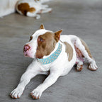 TEEMERRYCA Adjustable PU Leather Spiked Studded Dog Collars - Image 5