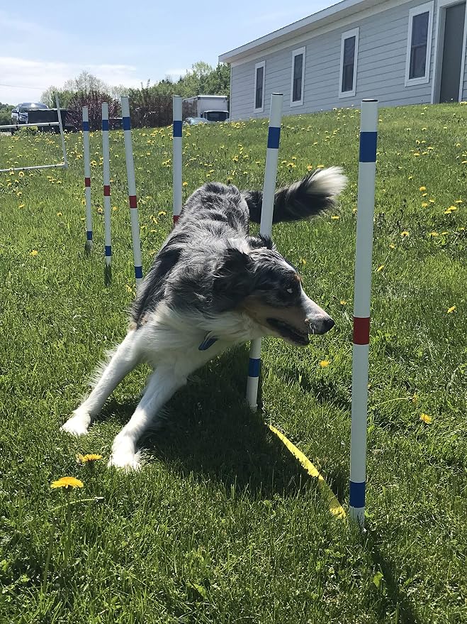Dog Agility Training Equipment Course Set, Weave Poles, Dog Agility Jump - Image 5