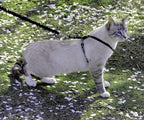 PetSafe Come With Me Kitty Cat Harness & Bungee Leash - Image 2