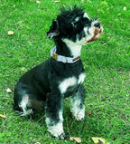Unique Style Paws Blue Stripe Dog Collar Metal Buckle Gift Cute Collar - Image 3