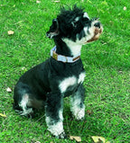 Unique style paws Dog Collar Metal Buckle Blue Stripe Collar Gift Durable Cute - Image 3