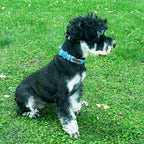 Unique style paws Dog Collar Metal Buckle Blue Plaid Durable Cute Puppy Collar - Image 4