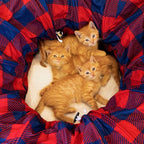 Plaid Tunnel Bed - Image 8
