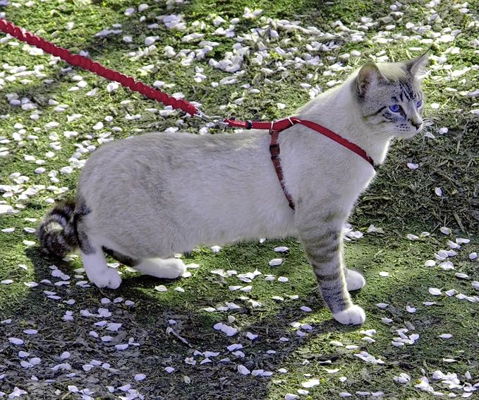 PetSafe Come With Me Kitty Cat Harness & Bungee Leash - Image 2