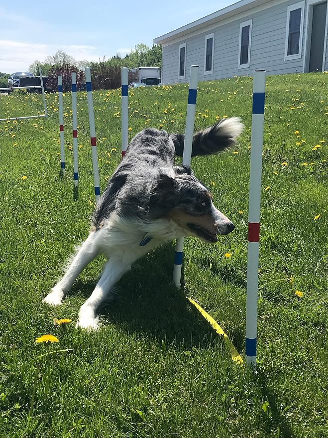 Dog Agility Equipment Deluxe Beginner Set, 3 Bar Jumps, 6 Weave Poles, 1 - Image 8