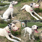 Cotton Dogs Collar Light Pink Flower Patterns - Image 6