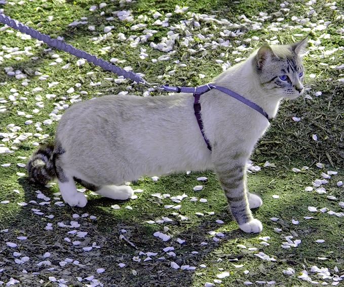 PetSafe Come With Me Kitty Cat Harness & Bungee Leash - Image 2