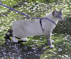 PetSafe Come With Me Kitty Cat Harness & Bungee Leash - Image 2